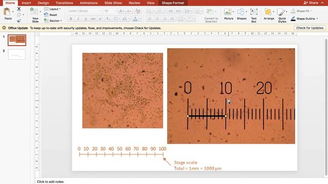 Preparing Microscopy Images with Scale Bars смотреть онлайн