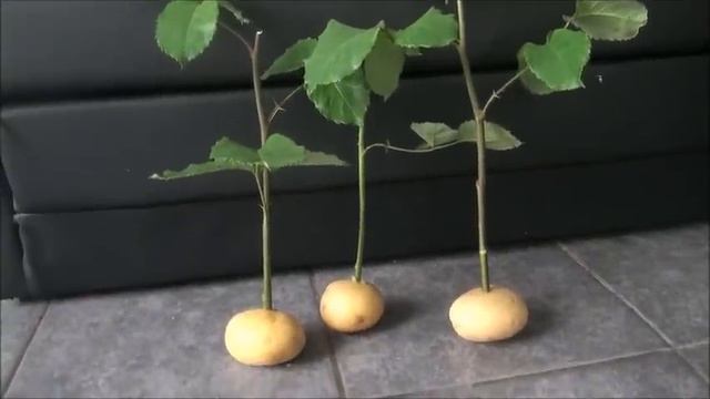 How To Grow Rose Cuttings In Potatoes смотреть онлайн