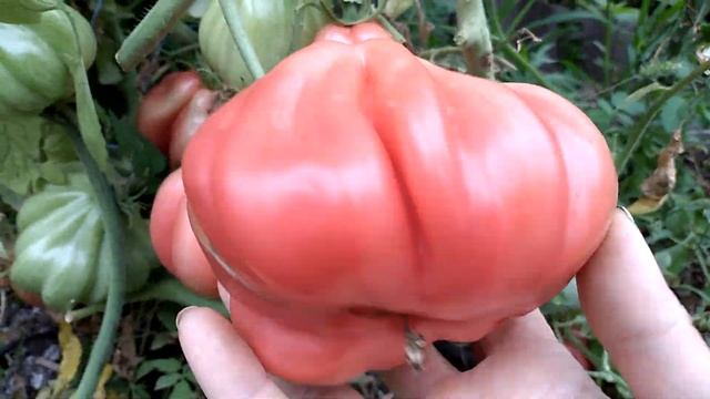 Как обрезать листья томатов в АВГУСТЕ и собирать томаты вагонами смотреть онлайн