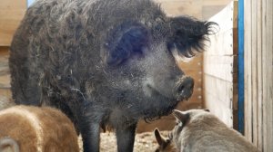 Венгерская мангалица: в Отрадненском районе начали разводить пушистых свиней