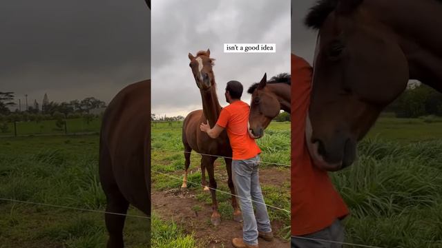 Почесушки - отличный способ подружиться с лошадьми.