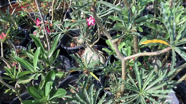 Matrizes do adenium somalense subespécie nova Tanzânia смотреть онлайн