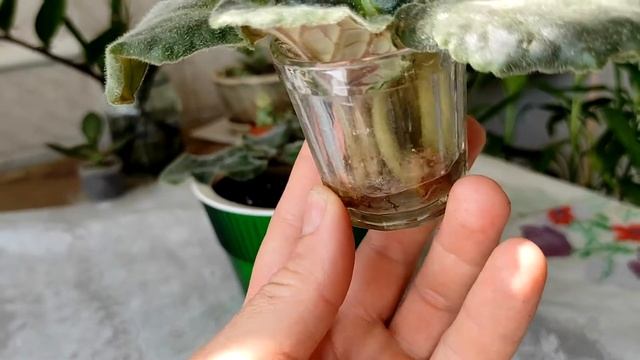 КАК ВЫРАСТИТЬ ФИАЛКУ С ЛИСТИКА смотреть онлайн