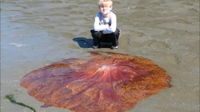 Lions Mane Jellyfish Found at Kayak Point Park, WA смотреть онлайн