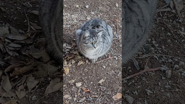 24 декабря 2022 г. КОТ ? Британец окраса Вискас ? смотреть онлайн