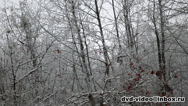 Птицы едят К(The birds eat K) смотреть онлайн