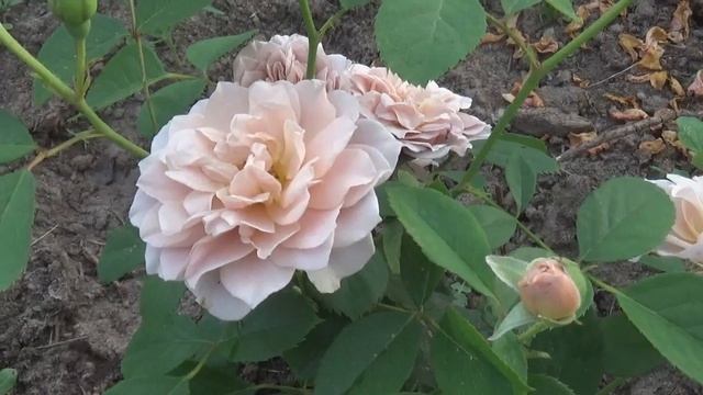 ЯПОНСКИЕ РОЗЫ в моем саду--нежность и красота.