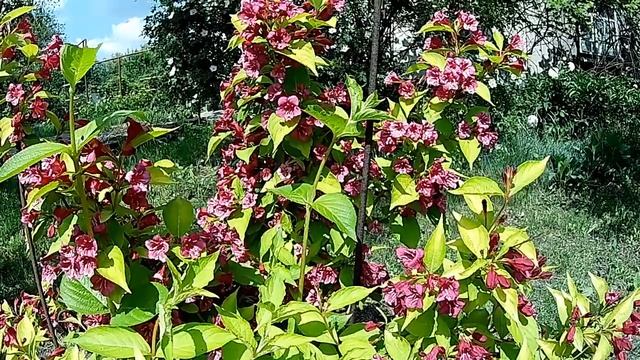 Вейгела декоративный цветущий кустарник Посадка Уход в ландшафтном дизайне смотреть онлайн