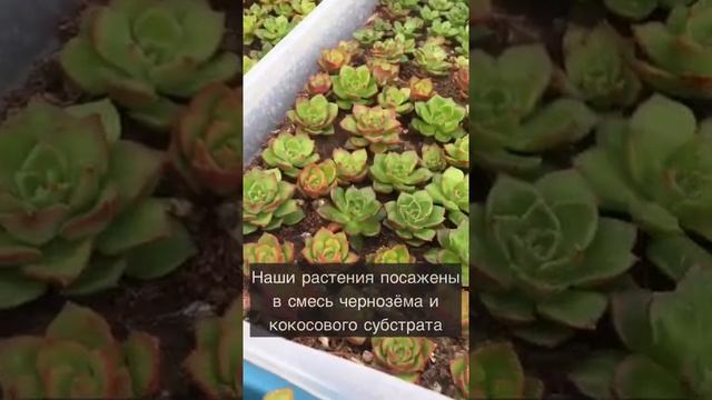 Какая земля? Плоская или круглая? нужна для кактусов :) смотреть онлайн