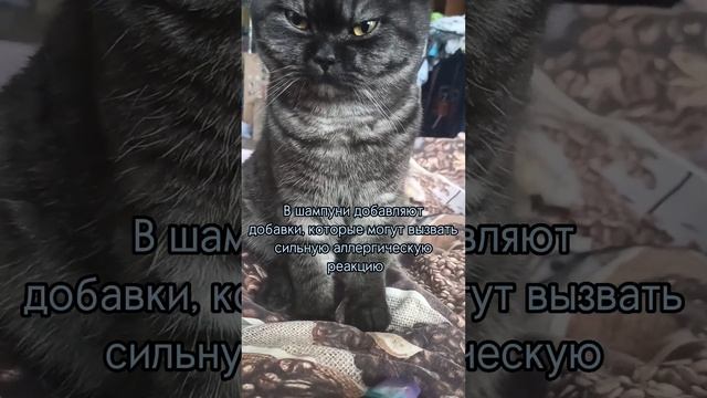 Можно ли мыть кошку человеческим шампунем смотреть онлайн