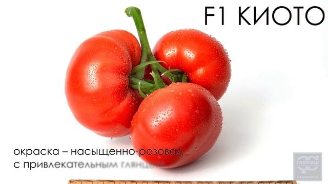 Томат F1 Киото. Профессиональные семена Гавриш смотреть онлайн