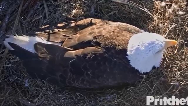 UPDATE: One Eaglet Has Hatched (Video And Watch LIVE)