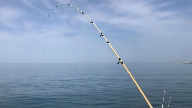 Рыбалка на ската морскую лису в Сочи с лодки смотреть онлайн