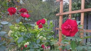 РОЗЫ плетистые САНТАНА Лавиния  от ТАНТАУ