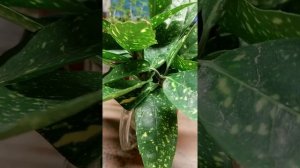 Методы укоренения аукубы.Просто!