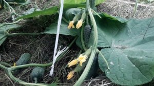 Формировка огурцов в один стебель в теплице