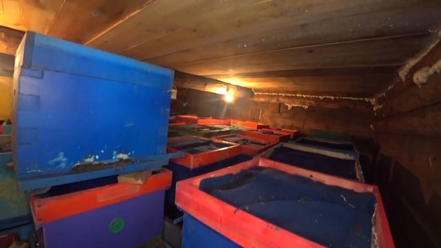 -38мороза, КАК ЗИМУЮТ МОИ ПЧЁЛЫ НА ВОЛЕ И В ЗИМОВНИКЕ, КОНЕЦ ФЕВРАЛЯ смотреть онлайн