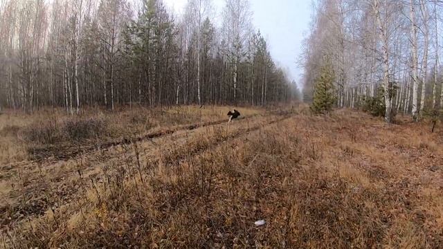 РЕЛ ,лайка 8 месяцев первый раз взяли на охоту смотреть онлайн