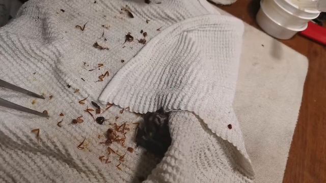 Кормление летучих мышей. Ростовская ОПГ и прочее смотреть онлайн