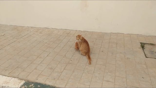Street mom cat protects her kitten from the dog.| Mom cat and her son.| The cat attacks the dog. смотреть онлайн