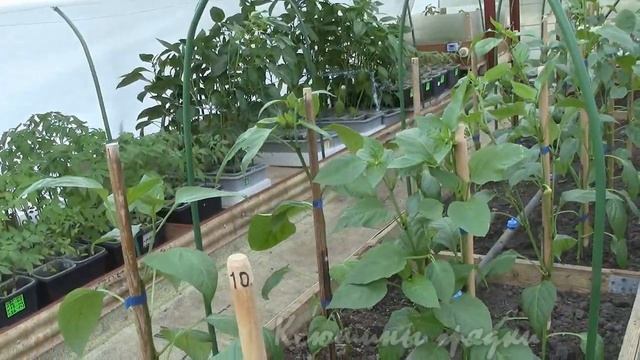 ПОСАДКА ПЕРЦА В ТЕПЛИЦЕ смотреть онлайн