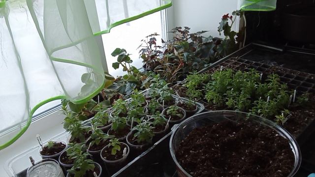 Калибрахоа🌺Рассаживаю черенки🌱 смотреть онлайн