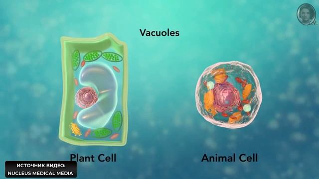 Строение клетки за 8 минут (даже меньше) смотреть онлайн