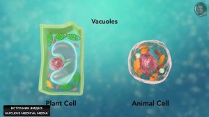 Строение клетки за 8 минут (даже меньше)