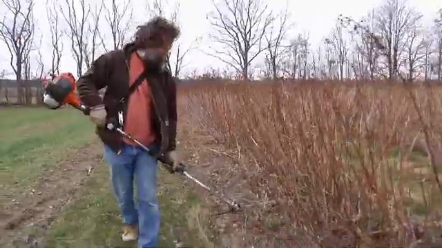 Silver Queen Farm: Raspberry Pruning смотреть онлайн