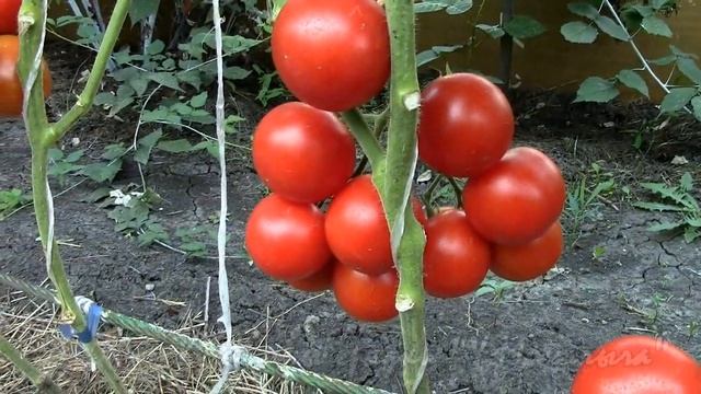 На дворе Август. Не только крупноплодные: Манимейкер. смотреть онлайн