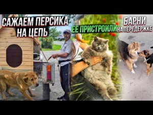 Пушинку пристроили. Покупаем Персу будку. Джесси попала в газету. Как поживает Барни на передержке.