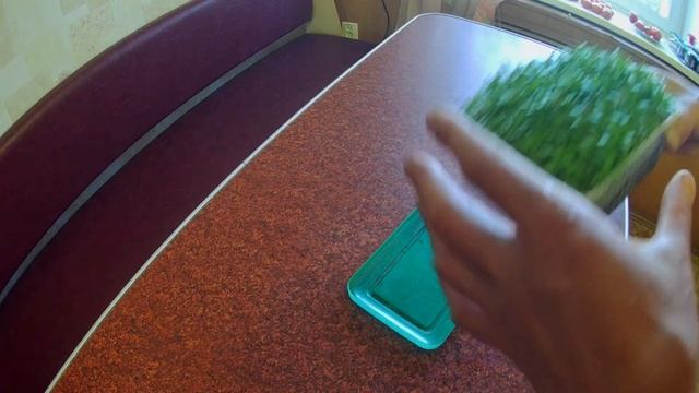 Микрозелень кинзы. Технология выращивания кинзы на биогумусе. Микрозелень кинзы в домашних условиях смотреть онлайн