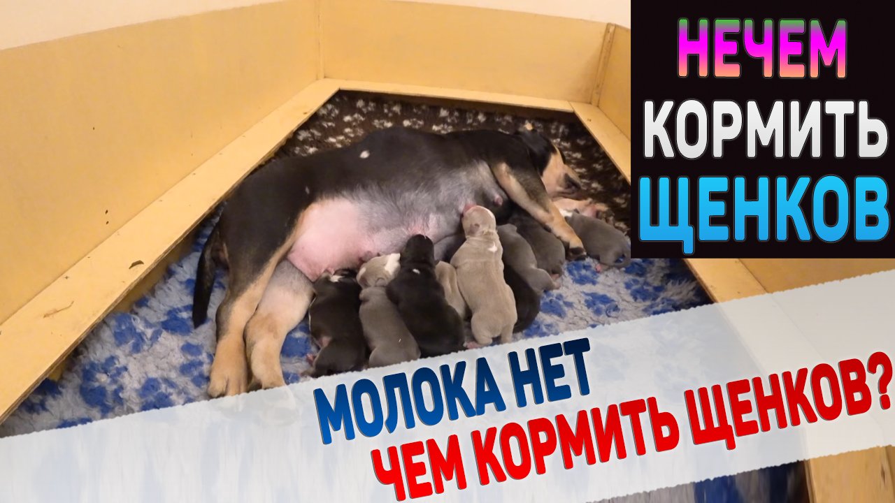 У собаки нет молока и щенки голодные! Что теперь делать? смотреть онлайн