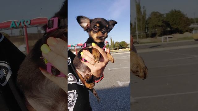 Исаак продажа чихуахуа питомник Кастропуло Крым+79787458062 мини Коби тип доставка смотреть онлайн