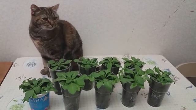 Почему погибает петуния? Как спасти рассаду? смотреть онлайн