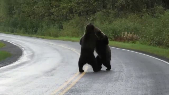 Epic grizzly bear fight! смотреть онлайн