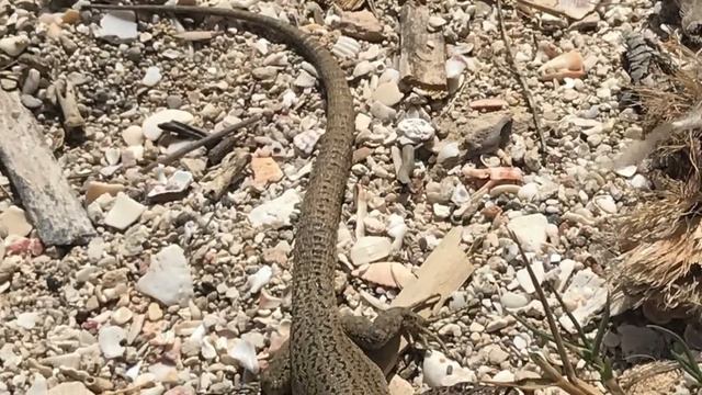 Formentera, la riada es trucadors 2019 смотреть онлайн