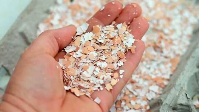 Купальница в саду: выращивание и уход смотреть онлайн