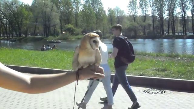 Сова сипуха смотреть онлайн