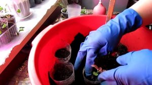 БЫСТРО И ПРОСТО ПИКИРУЮ ГИПОЭСТЕС!