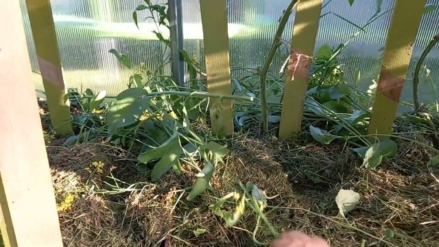 Крестоцветная блошка заводится когда созревает сидерат белая горчица смотреть онлайн