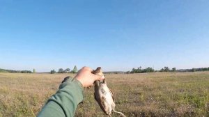 СУПЕР ОХОТА НА КОРОСТЕЛЯ!!!!+ПЕРЕПЕЛ.