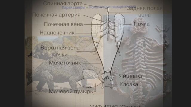 Почему синапсиды не рептилии. Помни о предках. смотреть онлайн
