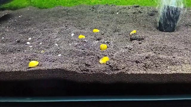 Корбикула Яванская