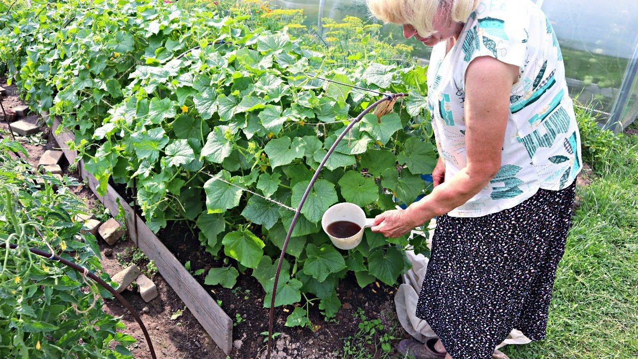Чтобы на огурцах не было пустоцвета поливаю весь июль и август такой подкормкой. смотреть онлайн