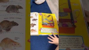 Домашние грызуны Ребёнок домашние животные питомцы для детей