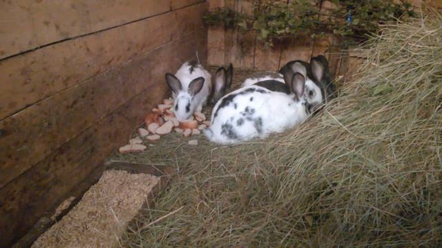 Содержание кроликов в сарае смотреть онлайн