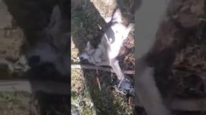 Таёжный волк в  самолове Сокольцова