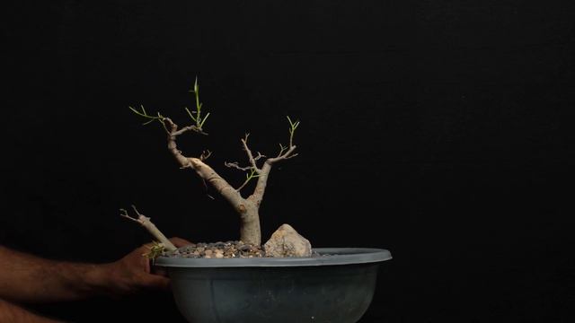 Bonsai Tutorials for Beginners: How to Attain Trunk Taper | BODHI TREE BONSAI FICUS RUMPHII BONSAI смотреть онлайн