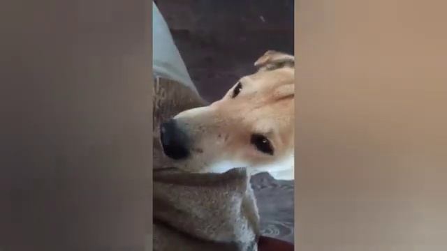 Тольятти. Молодой пёс Тайпан ждёт своего хозяина! смотреть онлайн